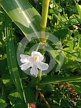 Mirabilis Jalapa flower or in Indonesia it is called bunga pukul empat