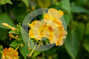 Mirabilis jalapa four o`clock flower. Yellow with red spots! photo