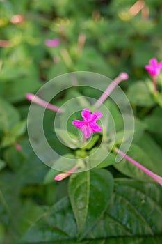 The mirabilis jalapa or four o\'clock flowers