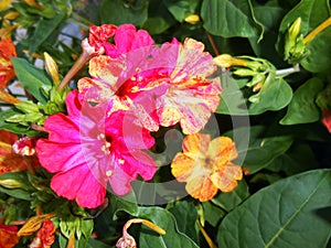 Mirabilis jalapa Four O`Clocks fragrant flowers photo