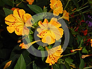 Mirabilis jalapa Four O`Clocks fragrant flowers photo