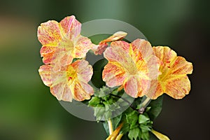 Mirabilis jalapa four o'cock flower on dark background