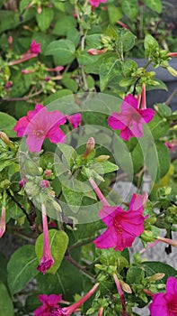 Mirabilis Jalapa or four o& x27;clock flower photo