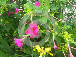 Mirabilis jalapa or four oclock flower
