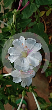 Mirabilis jalapa Garden plant