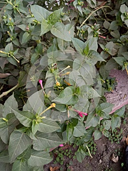 Mirabilis Jalapa