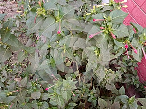 Mirabilis Jalapa