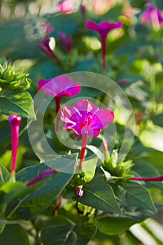 Mirabilis jalapa, the marvel of Peru