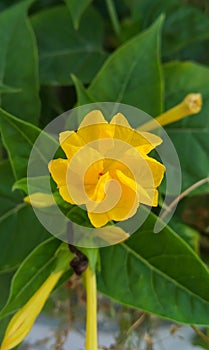 Mirabilis jalapa, the marvel of Peru or four o`clock flower