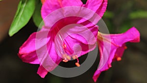 Mirabilis jalapa, the marvel of Peru or four o`clock flower. photo
