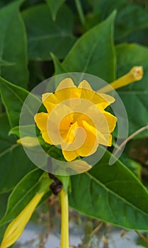 Mirabilis jalapa, the marvel of Peru or four o`clock flower photo