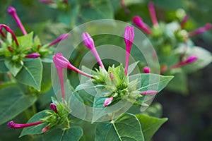 Mirabilis jalapa, the marvel of Peru or  Four oclock flower or Beauty of the night