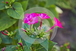 Mirabilis jalapa, the marvel of Peru or  Four oclock photo