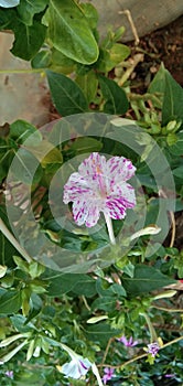 Mirabilis jalapa pink and white flowers Garden plant