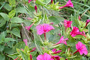 Mirabilis jalapa in summer garden
