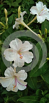 Mirabilis jalapa white Garden flower