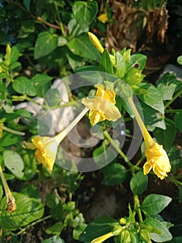 Mirabilis Jalapa yellow flower or in Indonesia it is called bunga pukul empat