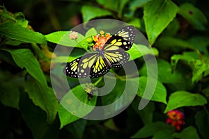 miracle of a butterfly photo