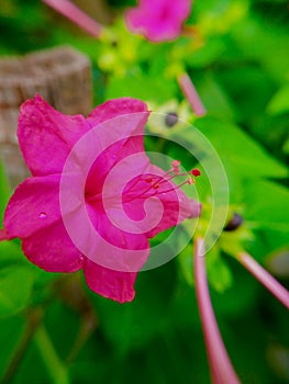 Miracle flower in bloom, mirabilis jalapa