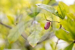 Miracle Fruit Berry photo