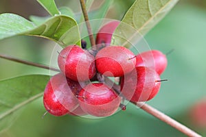 Miracle fruit