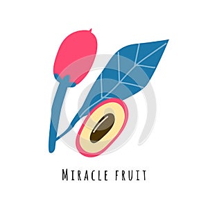 Miracle fruit flat vector illustration