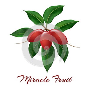 Miracle fruits on branch