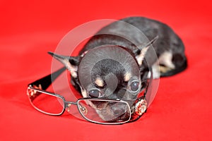 Miracle Glasses - Chihuahua puppy with eyeglasses