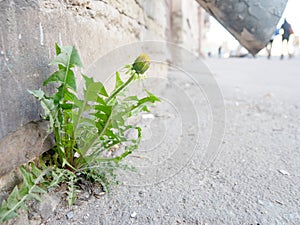 The miracle happened in city, through asphalt sprouted dandelion flower