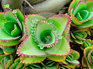 Miracle leaf in bloom