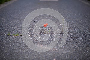 The miracle of nature. Most impossible places for flowering plants. A crack in the asphalt is enough for the red poppy