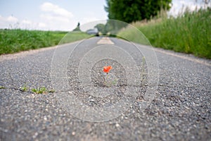 The miracle of nature. Most impossible places for flowering plants. A crack in the asphalt is enough for the red poppy