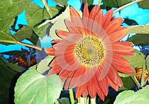 Miracle of nature: red sunflower at dusk