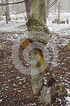 Miracle tree - a metal cross has grown into a tree and broken