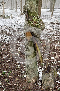 Miracle tree - a metal cross has grown into a tree and broken