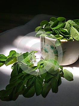 The miracle tree moringa leaves in a cup dark light isolated photo