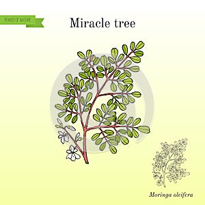 Miracle tree Moringa oleifera , medicinal plant