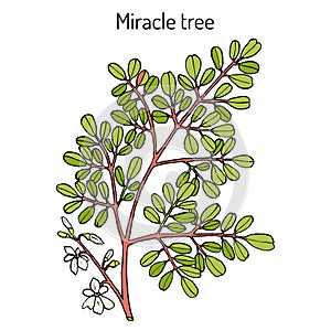 Miracle tree Moringa oleifera , medicinal plant.