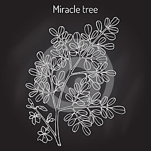 Miracle tree Moringa oleifera , medicinal plant.
