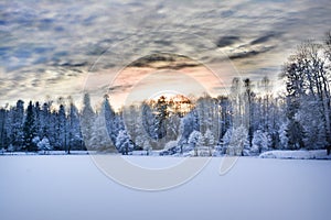 Miracle winter forest covered by snow.