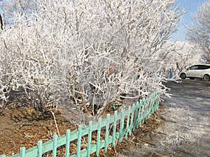 Miracles of winter nature