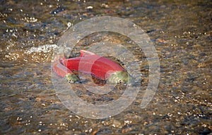 Miraculous Colorful Spawning Sockeye Salmon 