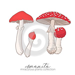 Miraculous plant. Amanita mushroom.