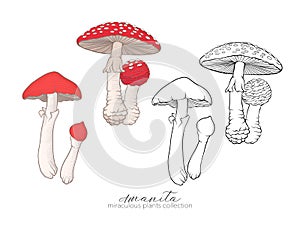 Miraculous plant. Amanita mushroom. Colored and outline set stoc