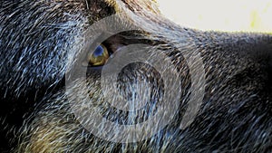 Dog eyes la mirada de perro