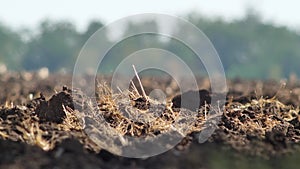 Mirage above large clods of soil on plowed field with yellow dry plants in scorching heat