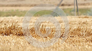 Mirage or heat waves over field with harvested crop of grain crops on extreme hot summer weather