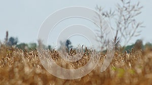 Mirage or heat waves over wheat field on extreme hot summer day