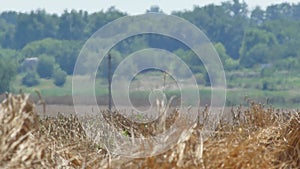 Mirage or heat waves over wheat field on extreme hot summer weather