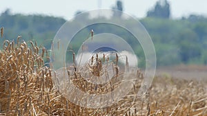 Mirage or heat waves over wheat field on extreme hot summer weather